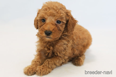 成約済の神奈川県のトイプードル-353063の2枚目